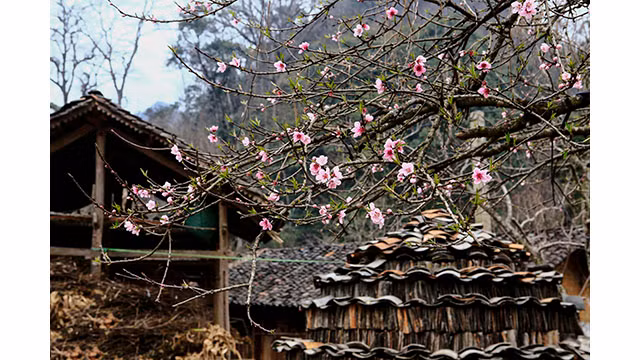 Fleurs printanières au plateau calcaire de Hà Giang ảnh 12