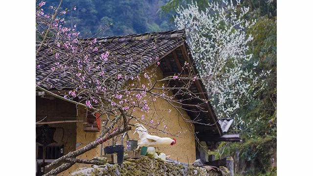 Fleurs printanières au plateau calcaire de Hà Giang ảnh 16