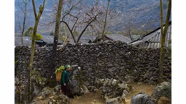 Fleurs printanières au plateau calcaire de Hà Giang ảnh 7