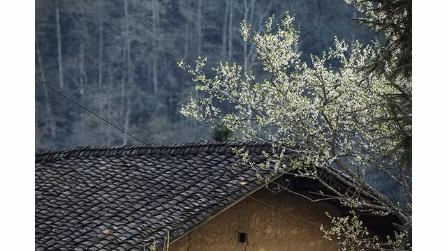 Fleurs printanières au plateau calcaire de Hà Giang ảnh 3