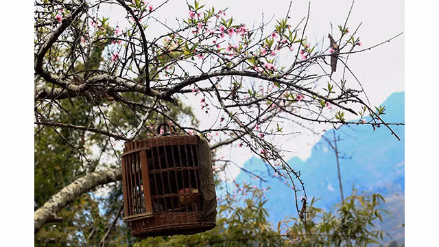 Fleurs printanières au plateau calcaire de Hà Giang ảnh 8