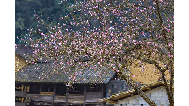 Fleurs printanières au plateau calcaire de Hà Giang ảnh 17