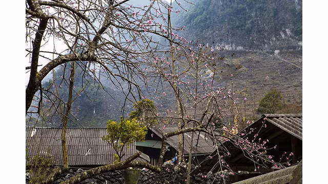 Fleurs printanières au plateau calcaire de Hà Giang ảnh 6