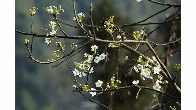 Fleurs printanières au plateau calcaire de Hà Giang ảnh 5