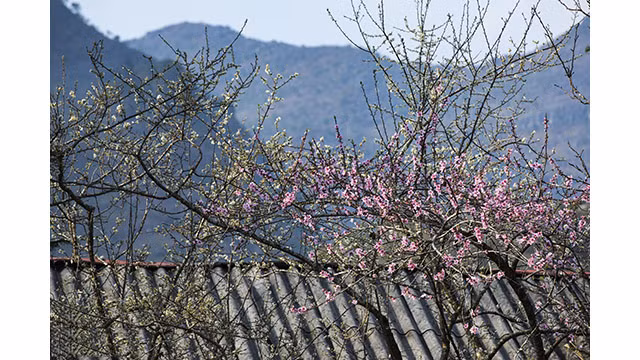 Fleurs printanières au plateau calcaire de Hà Giang ảnh 2