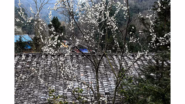 Fleurs printanières au plateau calcaire de Hà Giang ảnh 10