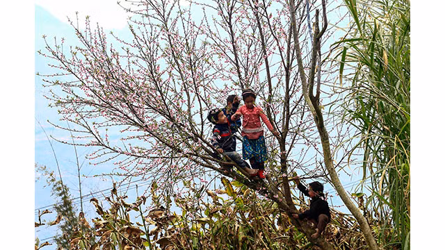 Fleurs printanières au plateau calcaire de Hà Giang ảnh 9
