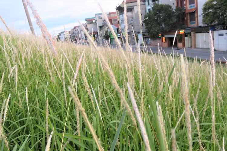 La saison des roseaux sur la digue du fleuve Rouge ảnh 1