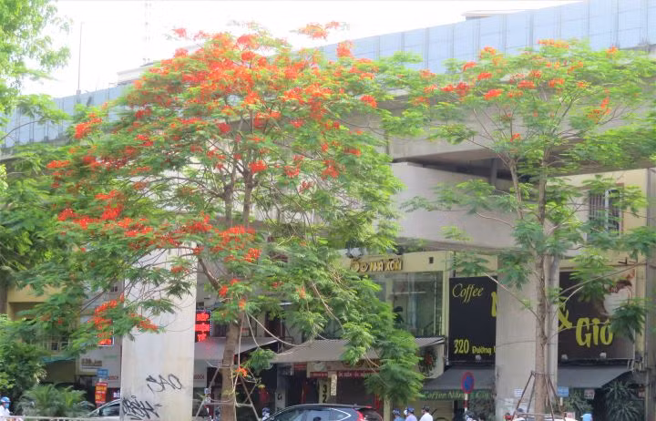 Hanoi brille de fleurs de flamboyants ảnh 8