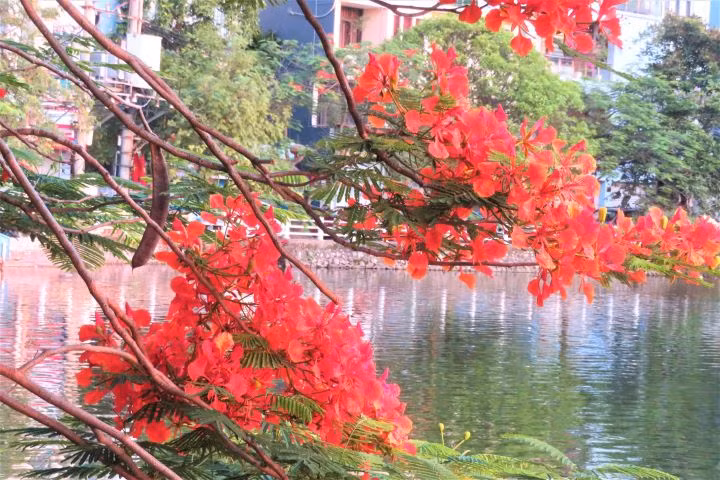 Hanoi brille de fleurs de flamboyants ảnh 6