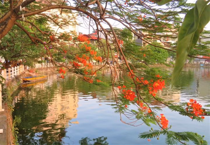 Hanoi brille de fleurs de flamboyants ảnh 5
