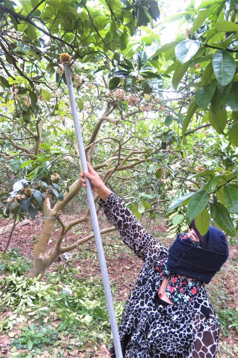 Les fleurs de pamplemoussier dégagent un parfum captivant ảnh 12