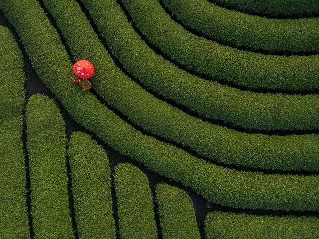 Un photographe vietnamien primé au concours #Spring2020 ảnh 2