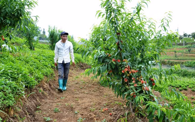Saison des pêches précoces à Bac Ha ảnh 2