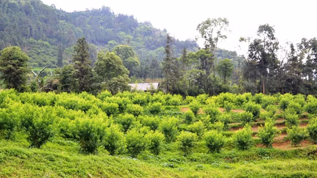 Saison des pêches précoces à Bac Ha ảnh 1