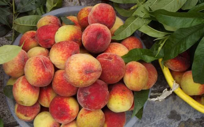 Saison des pêches précoces à Bac Ha ảnh 3