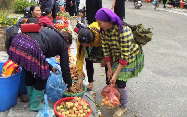 Saison des pêches précoces à Bac Ha ảnh 4