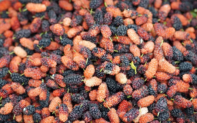 Avril : saison de récolte des mûres à Hanoï ảnh 1