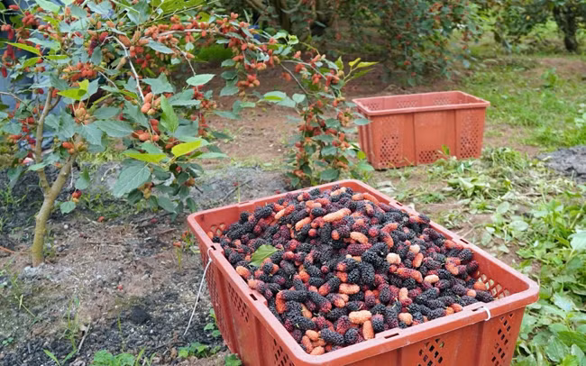 Avril : saison de récolte des mûres à Hanoï ảnh 7