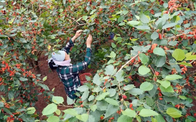 Avril : saison de récolte des mûres à Hanoï ảnh 5