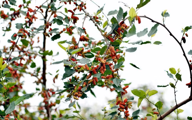 Avril : saison de récolte des mûres à Hanoï ảnh 3