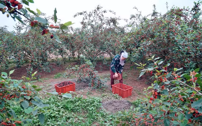 Avril : saison de récolte des mûres à Hanoï ảnh 8