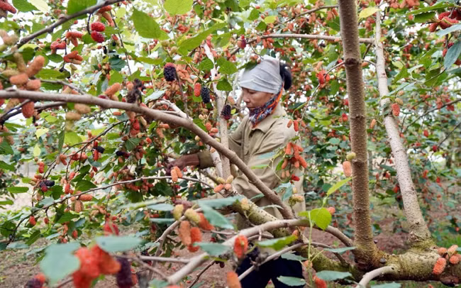 Avril : saison de récolte des mûres à Hanoï ảnh 2