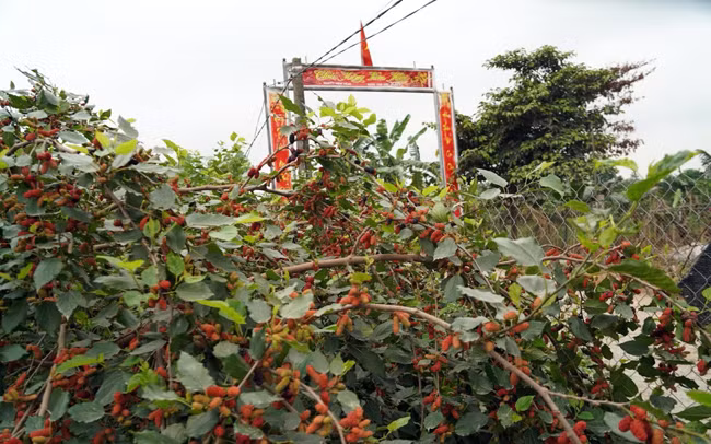 Avril : saison de récolte des mûres à Hanoï ảnh 9