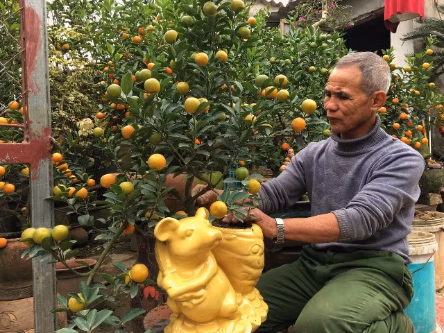 Les arboriculteurs de Hanoi se préparent pour l'Année de la Souris ảnh 3