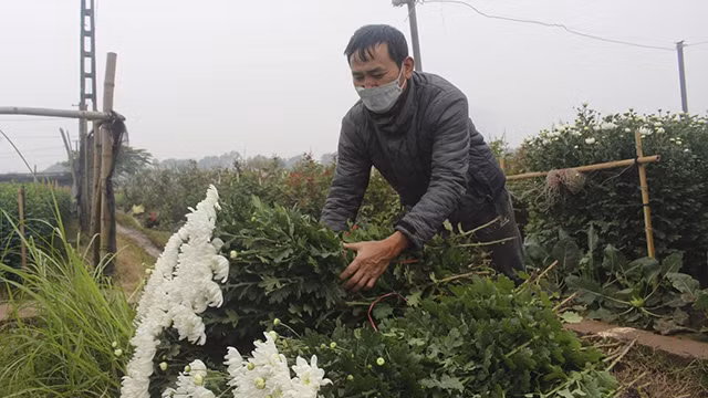 Le village floricole de Tây Tuu à Hanoï s'affaire à préparer le Têt ảnh 9
