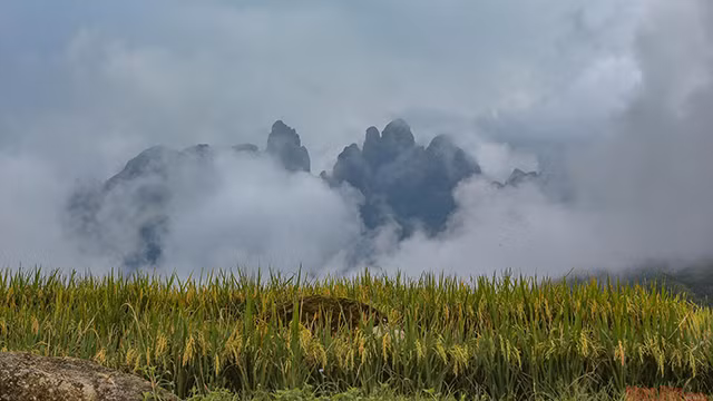 Saison du riz dans la commune de Y Ty ảnh 3