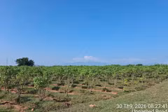 Selon les recherches japonaises sur les huiles non alimentaires, le Jatropha résiste bien à la sécheresse et peut pousser sur des terres en friche, sablonneuses et érodées ou peu fertiles. Photo : Star Japan.