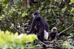 Des langurs de Delacour à Ninh Binh. Photo : Vnexpress.