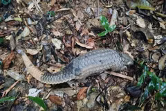 Le pangolin de Java a été relâché dans son habitat naturel. Photo : Centre de sauvetage, de conservation et de développement des créatures.