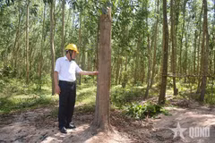 Les crédits carbone forestiers du Vietnam devraient constituer une source d’approvisionnement importante pour la future plateforme d’échange. Sur la photo : une forêt plantée dans la commune de Binh Hiep, province de Gia Lai. Photo : QDND.