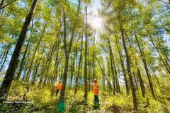 La province de Quang Tri accélère le développement des plantations forestières destinées à la production de bois de gros diamètre. Photo : VNA.