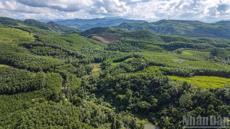 Les forêts du hameau 3, commune de Tien An, district de Tien Phuoc, province de Quang Nam (ancienne), aujourd’hui commune de Thanh Binh (Da Nang). Photo : Nhân Dân.