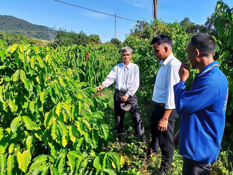 Des minorités ethniques apprennent à planter et à entretenir des caféiers. Photo : VNA.