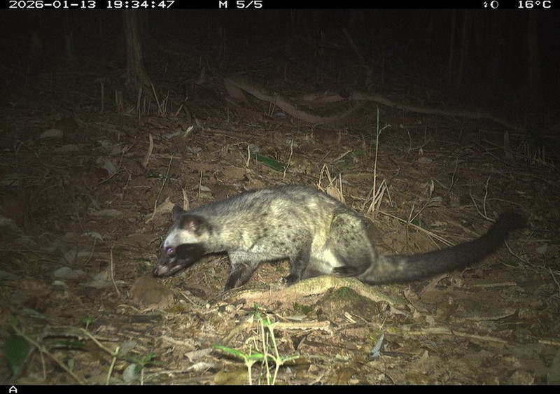Un animal sauvage pris à la piège photographique dans la sanctuaire de My Son. Photo: Comité de gestion de la sanctuaire de My Son.