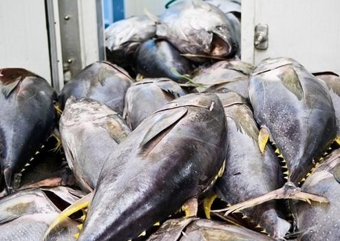 Les exportations de thon vietnamien vers l’Espagne en légère hausse début 2026. Photo : Congthuong.