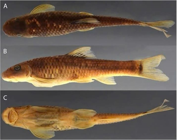 Le poisson-ventouse Supradiscus varidiscus est l'une des deux nouvelles espèces recensées au Vietnam par le Muséum américain d'histoire naturelle, qui en a identifié plus de 70. Photo : bioone.org.