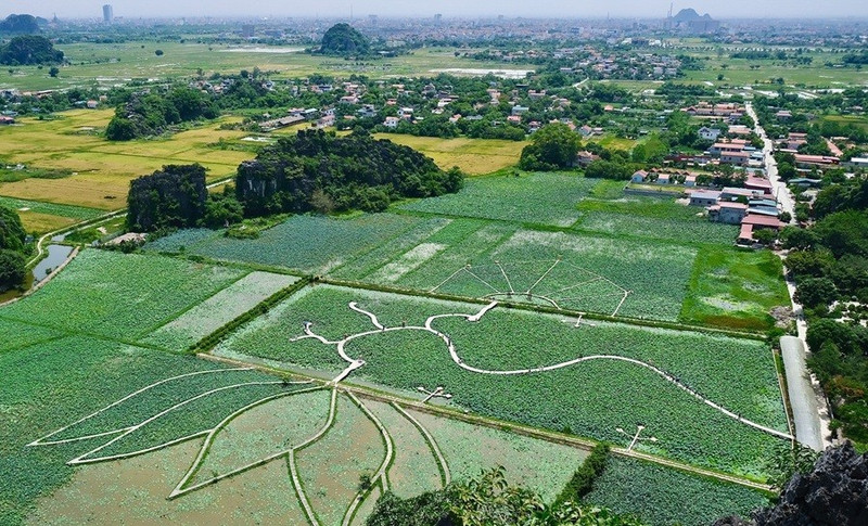 Étang de lotus se trouve à Ninh Binh. Photo : Vietnamnet.