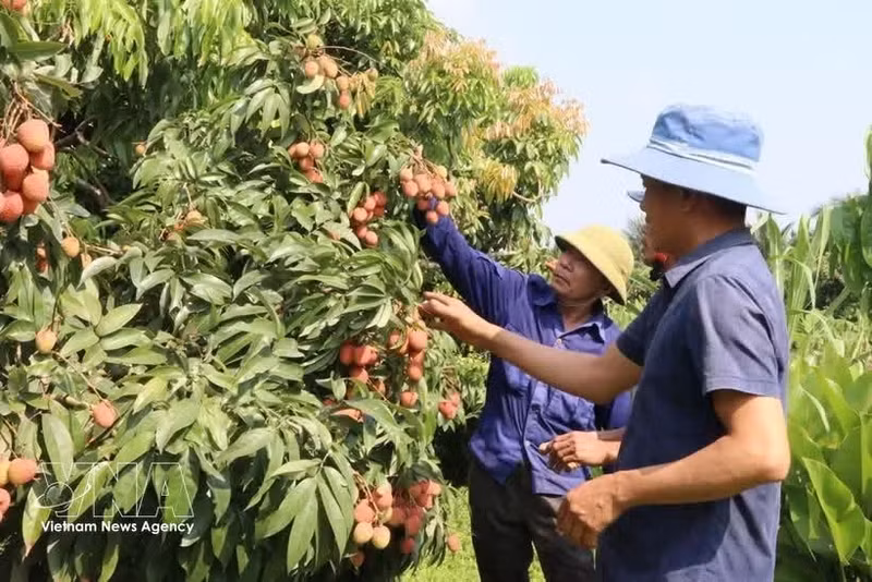 Bac Ninh sélectionne 36 vergers de litchis pour développer le tourisme expérientiel. Photo : VNA.