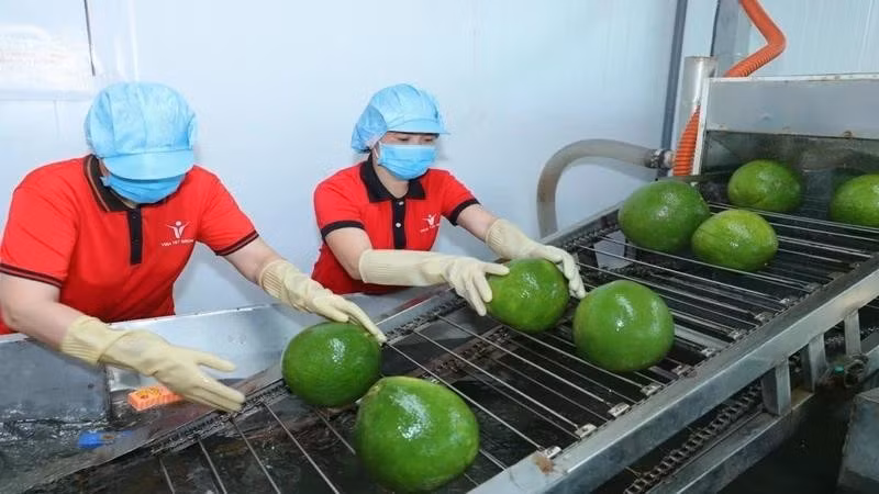 Préparation du pamplemousse destiné à l’exportation. Photo : NDEL.