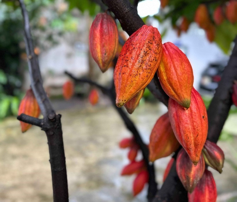 Une des précieuses variétés de cacao, conservée à la société par actions de cacao et de chocolat Azzan dans le quartier de Buon Ma Thuot, province de Dak Lak. Photo : VNA.
