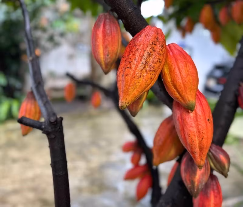 Une des précieuses variétés de cacao, conservée à la société par actions de cacao et de chocolat Azzan dans le quartier de Buon Ma Thuot, province de Dak Lak. Photo : VNA.