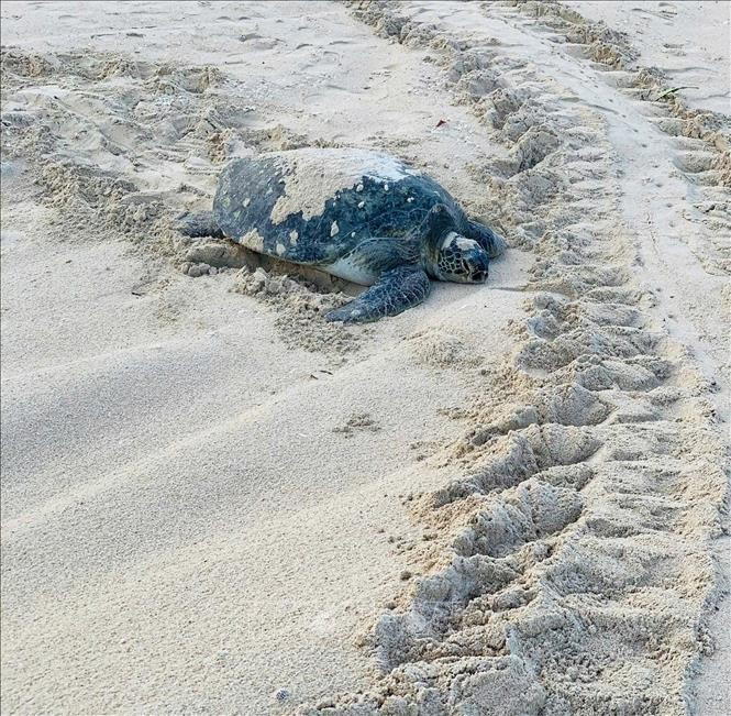 Une tortue verte (Chelonia mydas) est récemment revenue pondre sur la plage de Cau Cang de l’île de Hon Cau. Photo : VNA.