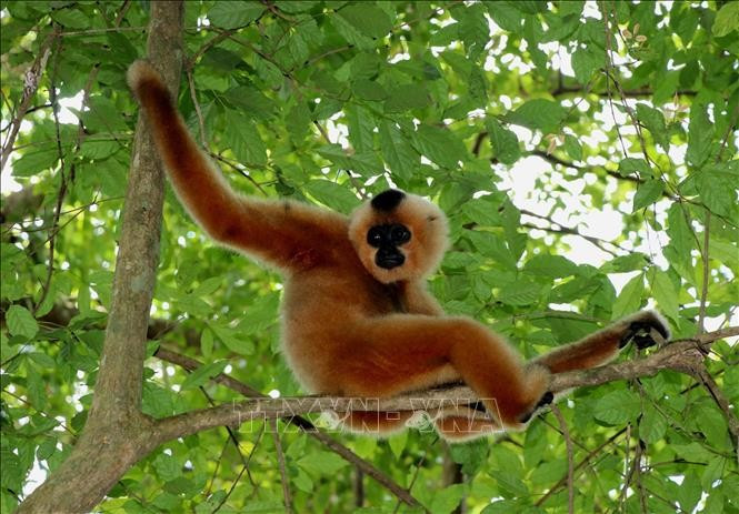 Les gibbons à joues jaunes de la nature sauvage viennent souvent interagir avec les gibbons en réhabilitation au Centre de sauvetage et de conservation du parc national de Cát Tiên. Photo : VNA.
