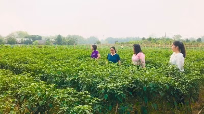 Des cadres de la commune de Hoa An (province de Cao Bang) apportent régulièrement un appui technique aux habitants pour la culture et l'entretien des piments. Photo : Quynh Chi.