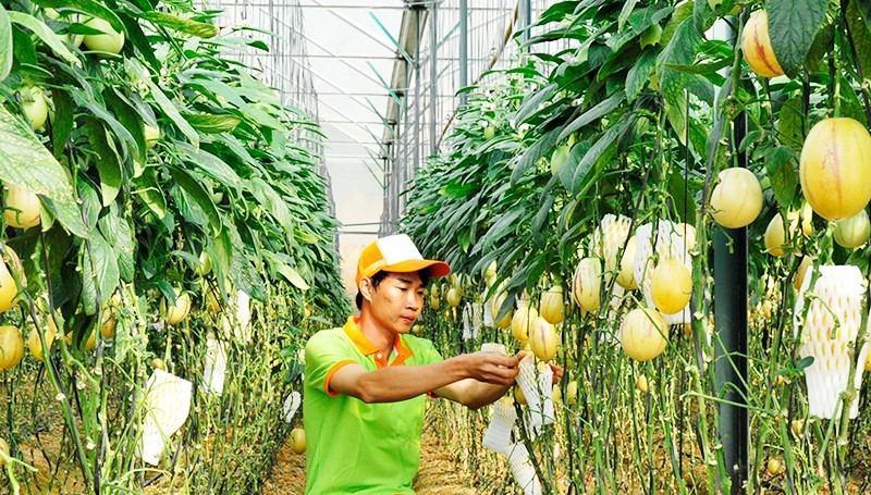 Entretien d’un jardin de melons sous serre à Lam Dong. Photo : NDEL.
